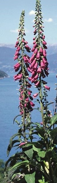 67454591_357303295219891_6979524070044440716_n (3)